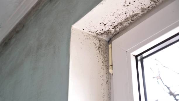 Best DIY Mold Remediation Support Services in Nichols Hills, OK