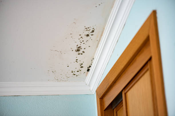 Best White Mold Remediation in Nichols Hills, OK