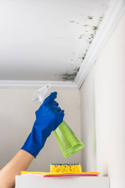 Best Basement Mold Remediation in Nichols Hills, OK